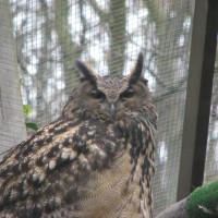 European Eagle Owl